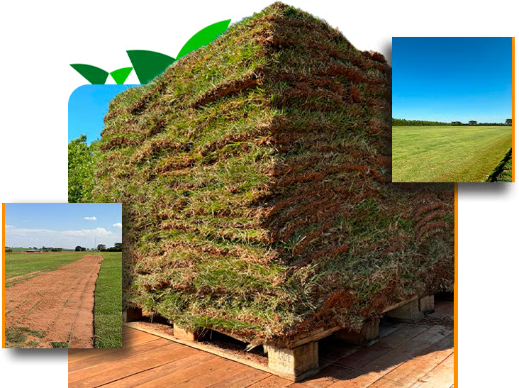 Pallet de grama em São José do Rio Preto