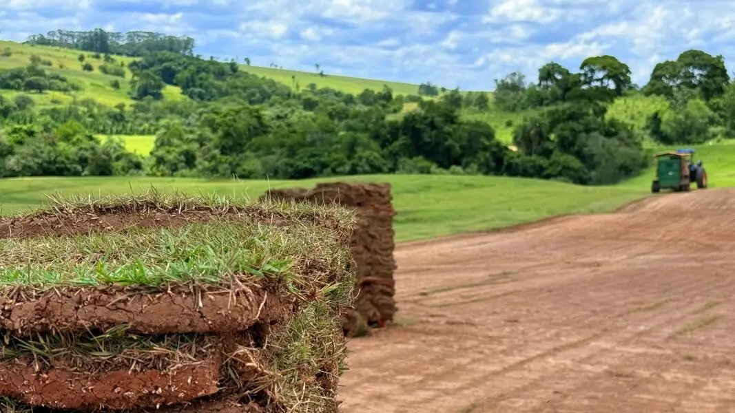 Produção própria de grama em tapetes